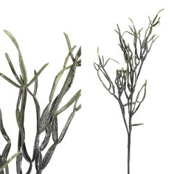 PTMD Leaves Plant Green chonemorpha bush