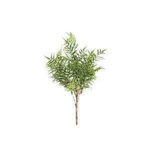 PTMD Leaves Plant Green fern bush