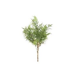 PTMD Leaves Plant Green fern bush