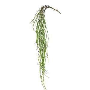 PTMD Leaves Plant Green hanging grass