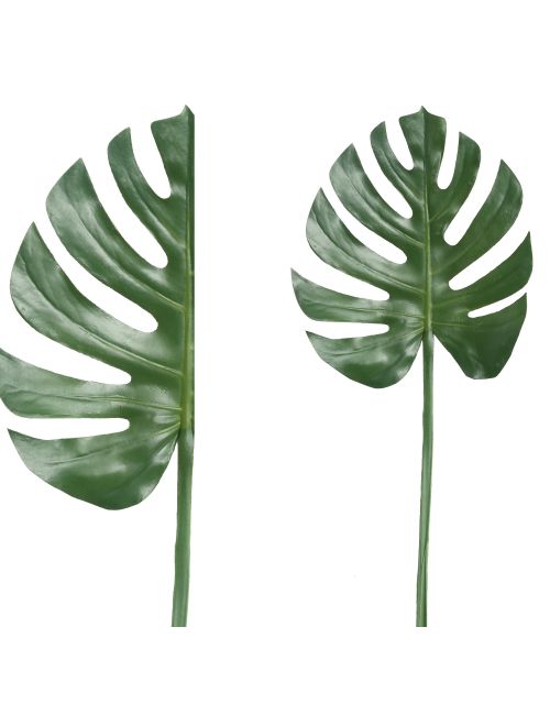 PTMD Leaves Plant Green palm leaf