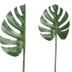 PTMD Leaves Plant Green palm leaf