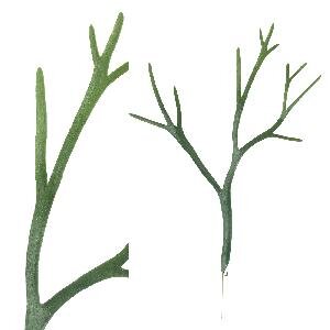 PTMD Leaves Plant green staghorn