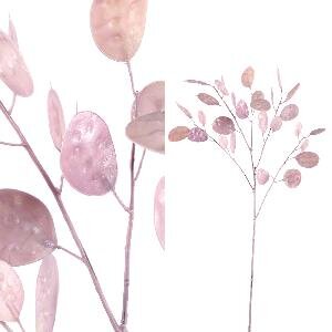 PTMD Leaves Plant pink money tree spray