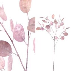 PTMD Leaves Plant pink money tree spray