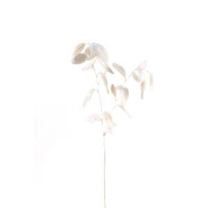 PTMD Leaves Plant White eucalyptus spray soft