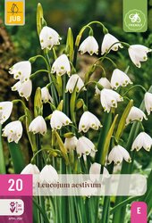 Leucojum aestivum 20st - afbeelding 2