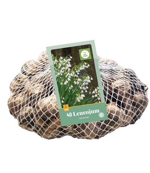 Leucojum aestivum 40st - afbeelding 1