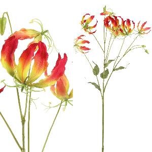 PTMD Lily Flower red and yellow gloriosa L