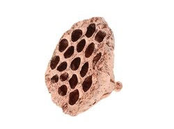 Lotus glitter 8-10cm koper
