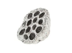 Lotus glitter 8-10cm zilver