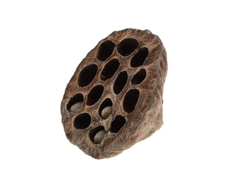 Lotus grote 8-10cm naturel