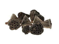 Lotus mini naturel 10st