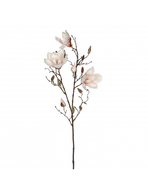 Magnolia L.Roze - L88Xcm