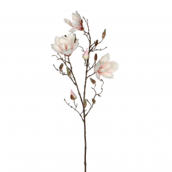 Magnolia L.Roze - L88Xcm
