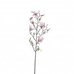 Magnolia Roze - L75Xcm