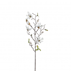 Magnolia Wit - L75Xcm