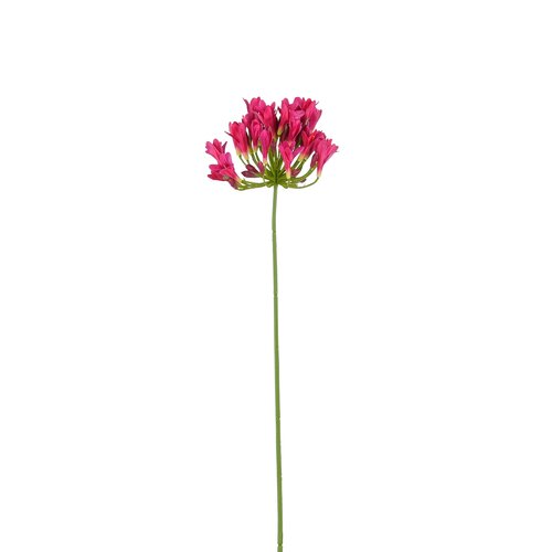 Mica decorations Agapanthus fuchsia - l75cm