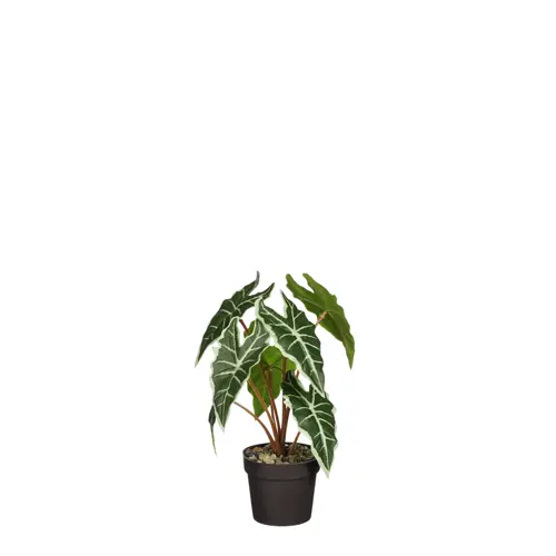 Mica Decorations Alocasia I/Pot D25H30Cm Groen