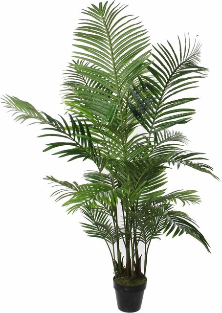 Mica Decorations Areca In Pot D80H160Cm Groen