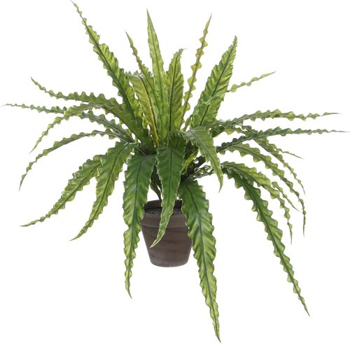 Mica Decorations Asplenium In Pot D66H54Cm Groen