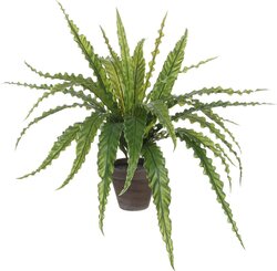 Mica Decorations Asplenium In Pot D66H54Cm Groen