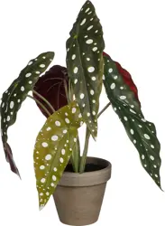 Mica Decorations Begonia In Pot D21H28Cm Groen