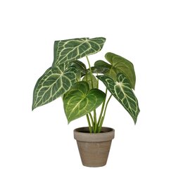 Mica Decorations Caladium In Pot D21H28Cm Groen