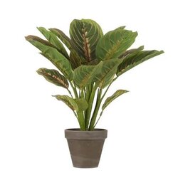 Mica Decorations Calathea I/Pot D25H30Cm Groen