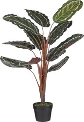 Mica Decorations Calathea Roseopicta D60H90Cm Grn