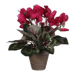 Mica Decorations Cyclaam In Pot D30H30Cm D.Roze