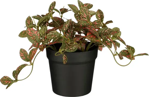 Mica Decorations Fittonia In Pot D16H16Cm Rood