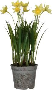 MICA DECORATIONS Narcis in pot d8.5h26cm geel
