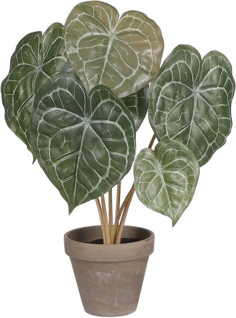 Mica Decorations Peperomia D33H38Cm Groen
