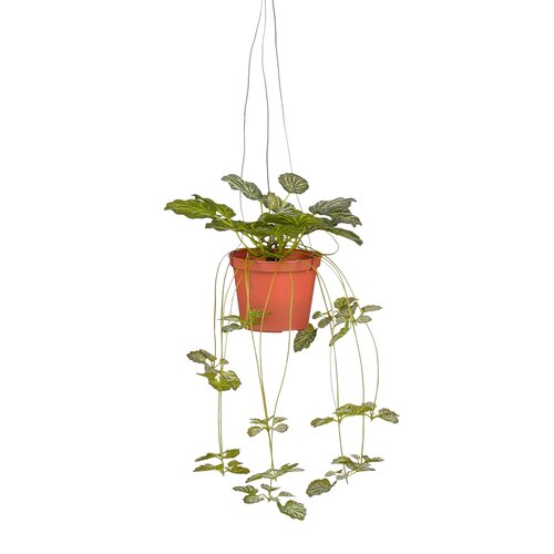 Mica decorations Saxifraga in pot hangend Real Touch - l45xb18xh16cm