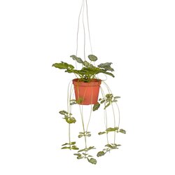 Mica decorations Saxifraga in pot hangend Real Touch - l45xb18xh16cm