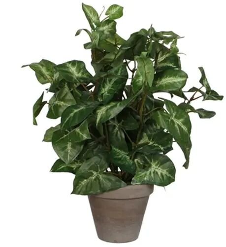 Mica Decorations Syngonium I/Pot D25H30Cm Groen