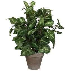 Mica Decorations Syngonium I/Pot D25H30Cm Groen