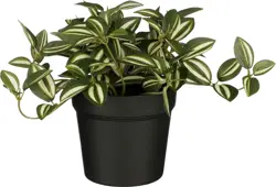 Mica Decorations Tradescantia In Pot D16H16Cm Groen