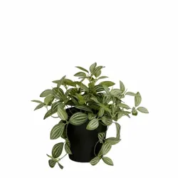 Mica Decorations Tradescantia In Pot D16H16Cm Groen