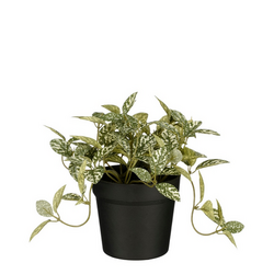 Mica Fittonia in pot d16h16cm groen
