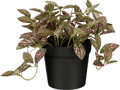 Mica Fittonia in pot d16h16cm roze