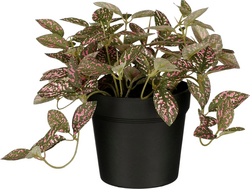 Mica Fittonia in pot d16h16cm roze