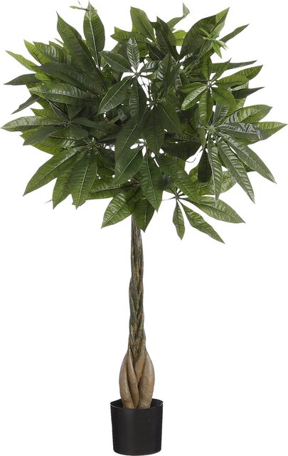 Mica Pachira in pot d60h80cm groen