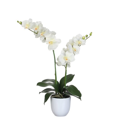 Mica Phalaenopsis in pot d38h66cm creme