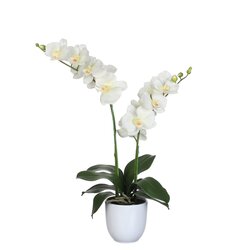 Mica Phalaenopsis in pot d38h66cm creme