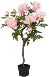Mica Pioen in pot l40b50h96cm roze