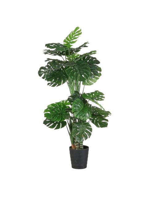 Monstera in plastic pot groen - h195xd80cm