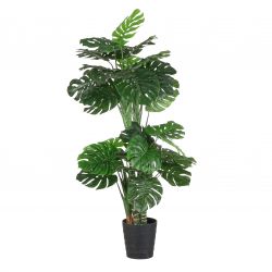Monstera in plastic pot groen - h195xd80cm