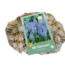 Muscari armeniacum 100st - afbeelding 1